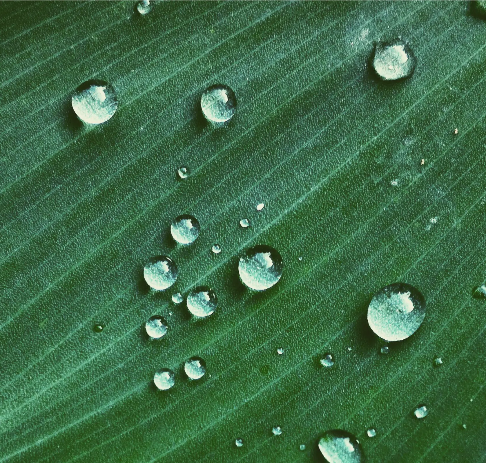 List s kapkami rosy - hydrofobní vlastnost